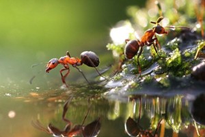 Κράτα τα μυρμήγκια έξω από το σπίτι: 5 τρόποι για να μη τα ξανά δεις στο πάγκο της κουζίνας