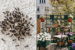 Τέλος τα μυρμήγκια στο μπαλκόνι: 3 φυσικοί τρόποι για να εξαφανίσετε σε χρόνο dt
