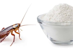 «Τέζα» οι Τερέζες: Συμβουλές για να εξαφανίσετε οριστικά τις κατσαρίδες από το σπίτι σας
