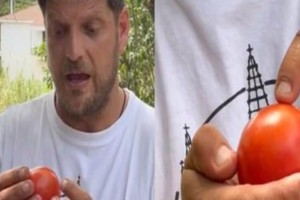 «Δεν είναι το χρώμα»: Ο Έλληνας αγρότης που επιτέλους μας έδειξε πως να διαλέγουμε τις καλύτερες ντομάτες στον μανάβη