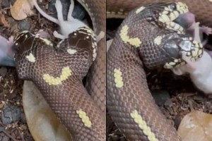 Για γερά στομάχια: Δικέφαλο φίδι καταβροχθίζει συγχρόνως δύο ποντίκια (video)