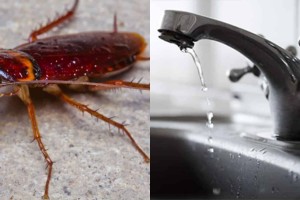 Από μακριά και αγαπημένοι: Τα 7+1 πράγματα που πρέπει να αποφύγετε για να απομαρύνετε τις κατσαρίδες