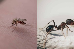 Εξαφανίστε από τη ζωή σας τα έντομα: Έτσι θα φτιάξετε με πανεύκολα φυσικά εντομοαπωθητικά