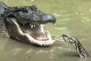 Μάχη μέχρι θανάτου: Τεράστιο φίδι επιτίθεται σε αλιγάτορα - Το επικό φινάλε (video)
