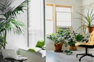 Για τους δουλευταράδες: 5+1 ανθεκτικά φυτά για καλύτερη συγκέντρωση στο γραφείο