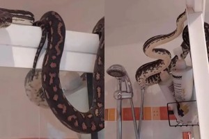 Μπήκε να κάνει ντουζ και είδε μπροστά του ένα τεράστιο φίδι που κρυβόταν πίσω από την κουρτίνα του μπάνιου