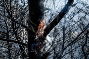 Πυρκαγιά  στη Σκάλα Ωρωπού: Κινητοποίηση της πυροσβεστικής 