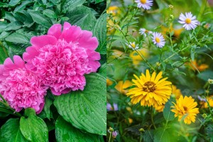 Το καλοκαιράκι στον κήπο σου: 4+1 φυτά για να καλωσορίσεις την ωραιότερη εποχή του έτους