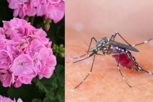 Πες αντίο στα κουνούπια: Το θαυματουργό φυτό που θα τα εξαφανίσει σε χρόνο τσακ μπαμ