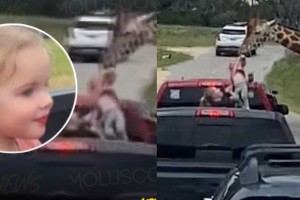 Ασύλληπτο περιστατικό: Λαίμαργη καμηλοπάρδαλη... άρπαξε κοριτσάκι 2 ετών μαζί με το φαγητό της! (video)