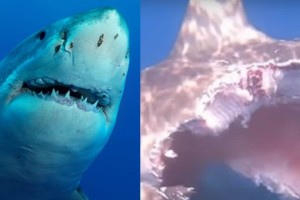Ακόμα και οι ατρόμητοι φοβήθηκαν: Καρχαρίας κηνυγάει τη λεία του με τρύπα στο στομάχι (video)