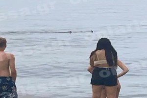 «Πάγωσαν» οι λουόμενοι στον Αγιόκαμπο Λάρισας: Καρχαρίας βγήκε στην παραλία!
