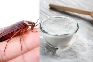«Θανάσιμος εχθρός»: Το σπιτικό μείγμα με μαγειρική σόδα που εξοντώνει τις κατσαρίδες σε χρόνο dt