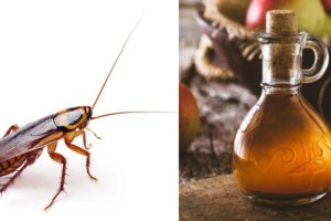 Κατσαρίδες γιοκ: Το φυσικό προϊόν που θα τις εξαφανίσει μια για πάντα από το σπίτι σας