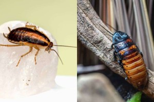 «Εξαφανιζόλ» μία για πάντα: 10 σημεία από τα οποία μπαίνουν οι κατσαρίδες στο σπίτι