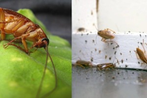 Δείξτε προσοχή: Αυτά είναι τα 5 πιθανότερα μέρη για να κάνουν φωλιά οι κατσαρίδες μέσα στο σπίτι σας