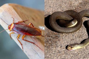 Θρίλερ με επιδρομή ιπτάμενων κατσαρίδων στη Λάρισα - Φίδια προκαλούν αναστάτωση σε εστίες