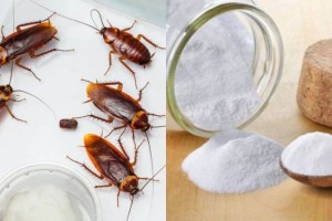 «Παλούκι» για τις κατσαρίδες: Ο θανατηφόρος συνδυασμός με μαγειρική σόδα και 1 ακόμα υλικό