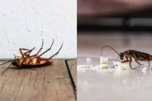 «Αυλαία» για τις κατσαρίδες: Ο μόνος τρόπος για να μην ξαναβρείτε - Έτσι «τρυπώνουν» στο σπίτι σας
