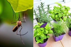 Νηστικά κουνούπια; Βάλε αυτά τα φυτά στο σπίτι σου και θα εξαφανιστούν στο πι και φι