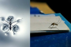 Κουνούπια τέλος: 8 τρόπου να τα εξαφανίσεις από το σπίτι