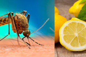 Διώξε τα κουνούπια παρέα με τον Σπύρο Σούλη: Το πιο εύκολο DIY εντομοαπωθητικό με λεμόνι