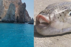 «Σπείρει» τον τρόμο στις ελληνικές θάλασσες: Ο «εισβολέας» που απειλεί ψάρια και ανθρώπους