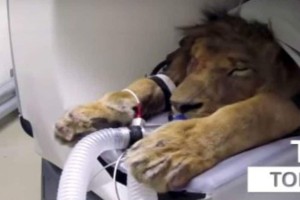 Αυτό το λιοντάρι μπήκε στο νοσοκομείο. Αυτό που συνέβη έπειτα θα σας σοκάρει!