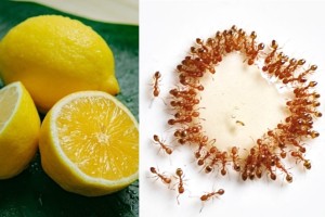 Λεμόνι μυρωδάτο για μυρμήγκι «φευγάτο»: Θα απαλλαχθείς μια για πάντα