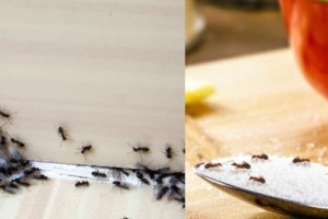 «Εξαφανιζόλ» για μυρμήγκια: 6 τρόποι να τα διώξεις από την κουζίνα σου