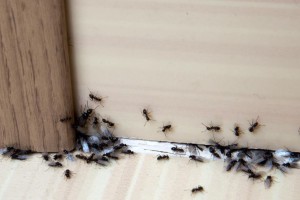 Απίστευτο πως έδιωξε τα μυρμήγκια από την κουζίνα: Όχι μόνο ένας αλλά 8 τρόποι εξόντωσης