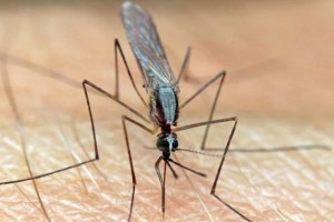 Σας τσιμπάνε τα κουνούπια; Αυτοί είναι οι 6 λόγοι που σας «ρουφάνε» το αίμα