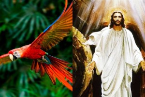 Ο κλέφτης, ο παπαγάλος και ο Χριστός: Το ανέκδοτο της ημέρας (26/6)