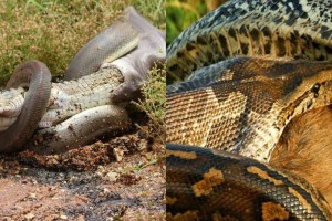 Τρεχάτε ποδαράκια μου: Φίδι καταπίνει έγκυο προβατίνα (photo)
