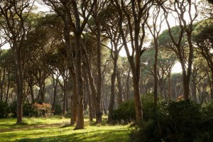 Ούτε Αφρική ούτε Αμαζόνιος: Η παραλία της Πελοποννήσου που μοιάζει με... τοπίο για σαφάρι (videos)