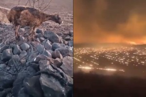 Ανείπωτη τραγωδία στην Τουρκία: Πέντε νεκροί και δεκάδες νεκρά ζώα από φωτιά (video)
