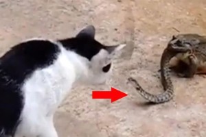 Γάτα παλεύει με βάτραχο τον οποίο καταβροχθίζει ένα φίδι - Αυτό που συμβαίνει δευτερόλεπτα μετά «παγώνει» το αίμα!