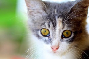 Κτηνωδία στη Θεσσαλονίκη: Βίντεο ντοκουμέντο γάτας με ακρωτηριασμένα πόδια - Το τρίτο περιστατικό