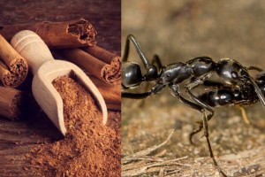 Απαλλάξου από τα μυρμήγκια με κανέλα και άλλα 4 υλικά: Ο φθηνότερος και πιο εύκολος τρόπος για να διώξετε τα ζωύφια