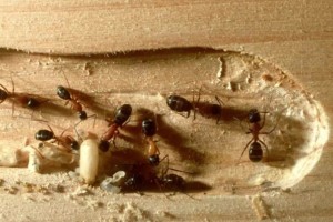 Bye bye μυρμήγκια: Δε θα τα ξανά δείτε στο πάγκο της κουζίνας- Δεν είναι μόνο το λεμόνι