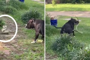 Σκύλος παλεύει με ένα φίδι για να σώσει το σπίτι του - Λίγο αργότερα γίνεται κάτι το απροσδόκητο (video)