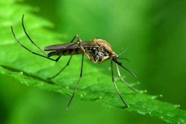 Κουνούπια: Επιτέλους ας τα διώξουμε για πάντα με φυσικό τρόπο
