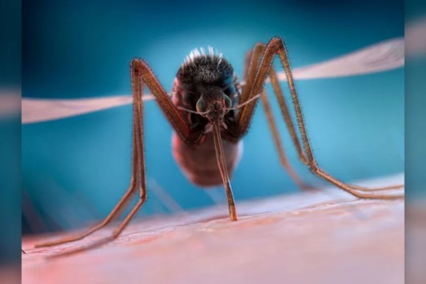 Κουνούπια: Γιατί είναι επιλεκτικά - Παίζει ρόλο το αίμα, το φύλο, τα κιλά; Γιατί βουίζουν στα αυτιά μας;
