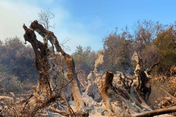 Φωτιά στην Εύβοια: Κάηκε ελιά 2.500 ετών