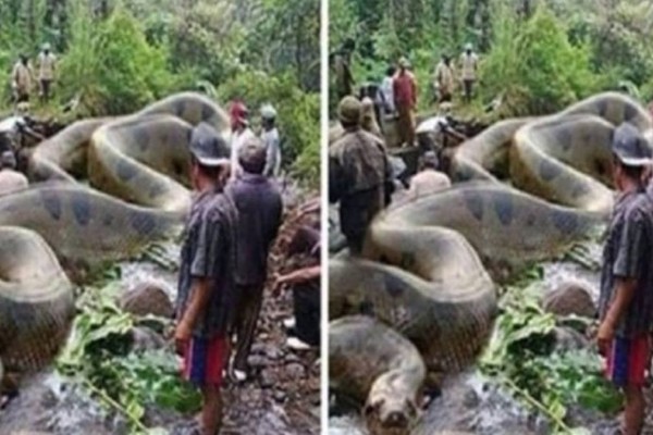 Είναι γνωστό πως τα ανακόντα είναι τα μεγαλύτερα φίδια του πλανήτη, αλλά μόλις δείτε αυτό το «τέρας», δεν θα πιστεύετε στα μάτια σας!