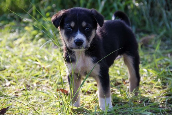 Κτηνωδία στον Τύρναβο: Πυροβόλησαν αδέσποτο σκυλάκι - Η ανακοίνωση του δήμου