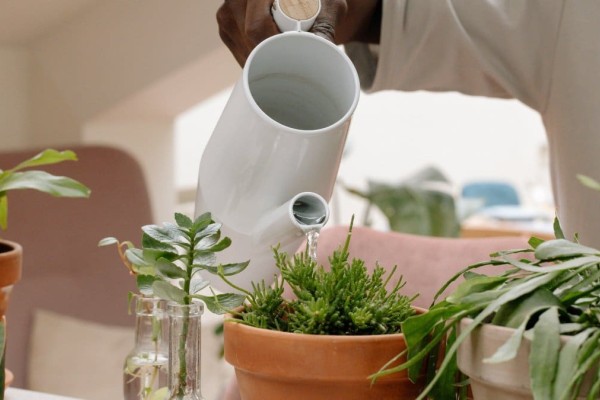 Το έξυπνο tip των κηπουρών: Το σπιτικό λίπασμα για αρχάριους για να ανθίσουν ξανά τα φυτά στις γλάστρες