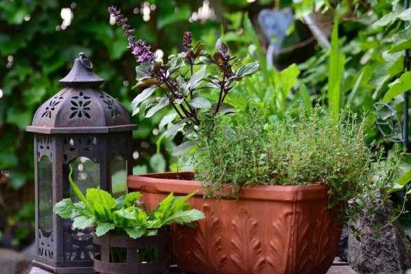 Λιπάσματα «εγγύηση» για τα φυτά: Τα 3 κόλπα των κηπουρών για ολάνθιστες γλάστρες