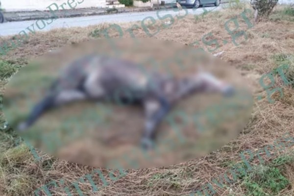 Φρίκη στον Τύρναβο: Κατέρρευσε άλογο σε πάρκο - Το είχαν δέσει σε κολώνα (photos)