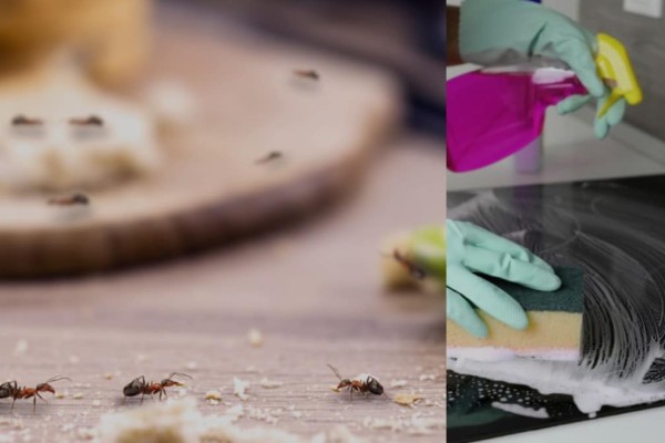 Πώς να διώξετε τα μυρμήγκια από τον πάγκο της κουζίνας με φυσικό τρόπο